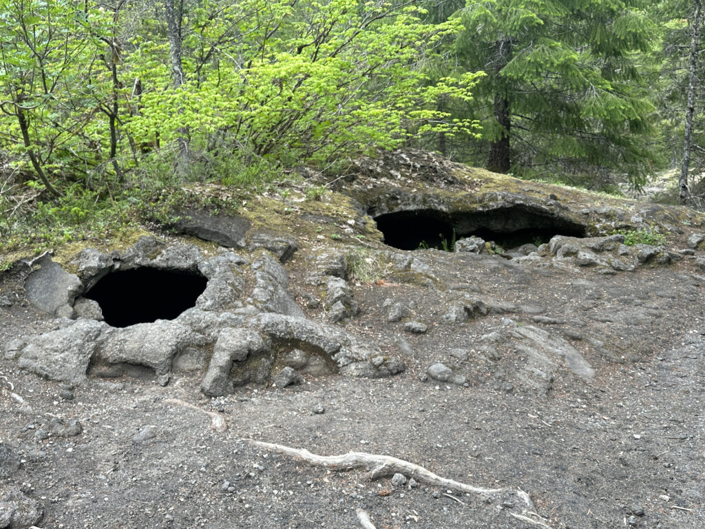 Two dark openings to a small lava tube lie on the floor of the forest.