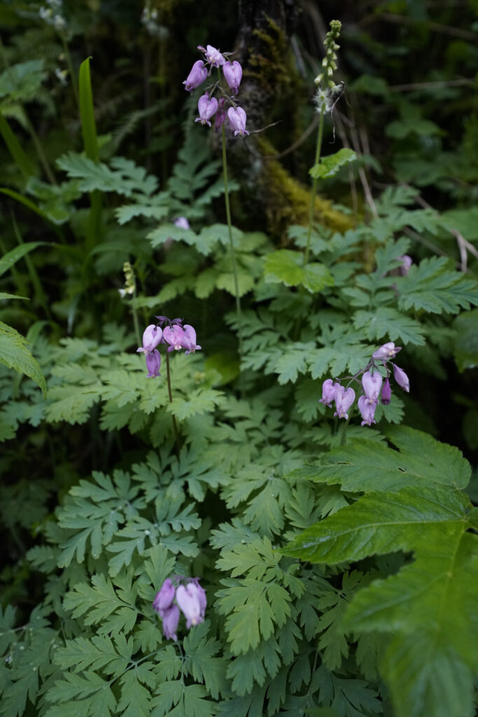 Light pink Western Bleeding Heart flowers atop thin stems on the forest floor in the Columbia River Gorge.