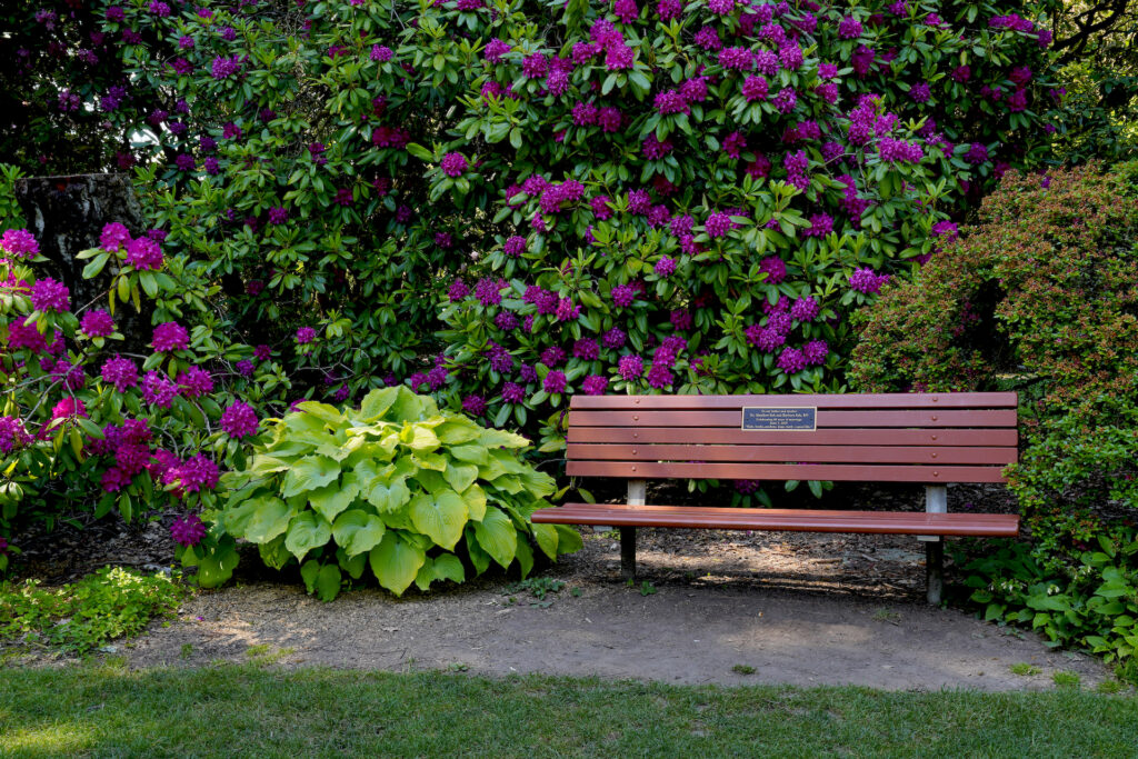 A copper-red bench sits in front of a large rhododendron shrub covered with deep magenta blooms.