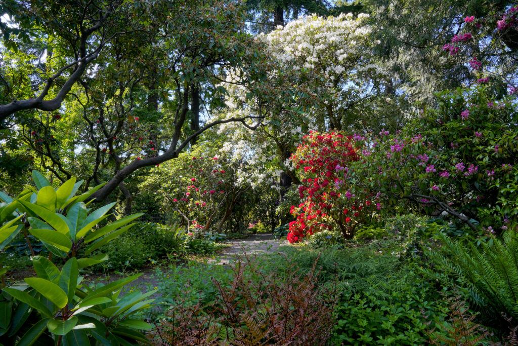 A trail winds through blooming rhododendron shrubs and spring greenery at Crystal Spring Rhododendron Garden in Portland, Oregon.