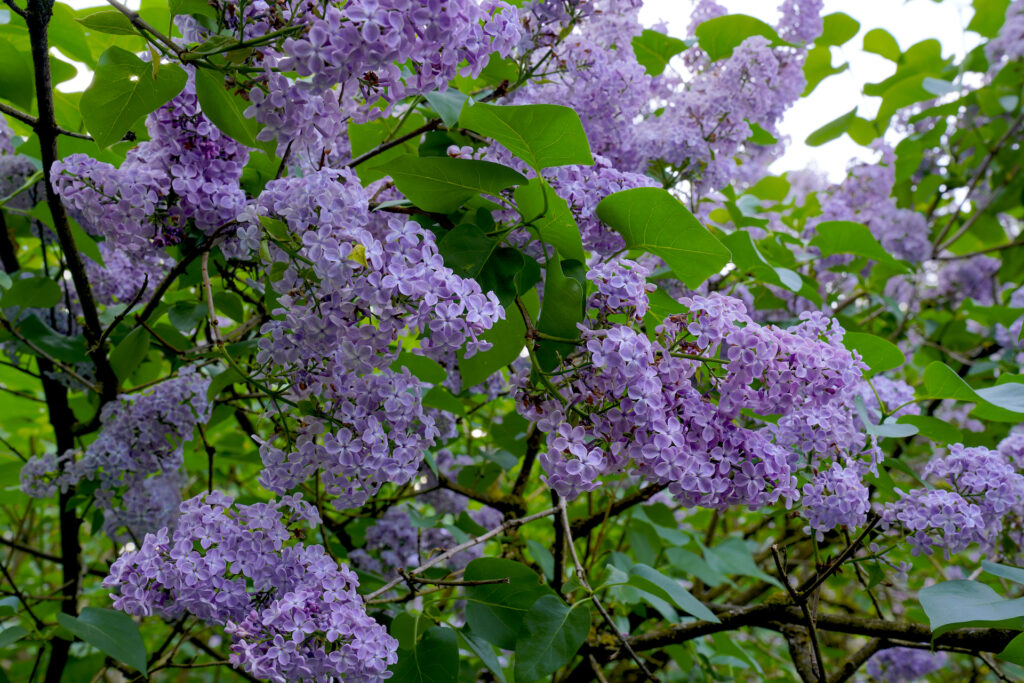 Clusters of purple lilac blossoms are surrounded by lush green leaves at Portland's Duniway Lilac Garden.