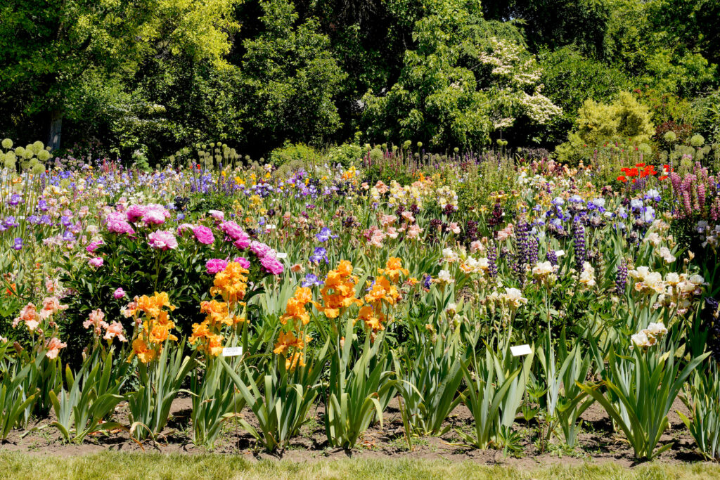 A gorgeous spring flower garden featuring irises, peonies, and lupine blooms in the midday sunshine, with bushy greenery in the background.