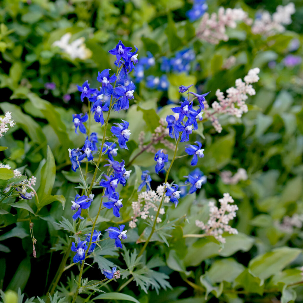 Blue larkspur flowers bloom along the Angel's Rest Trail in Oregon.