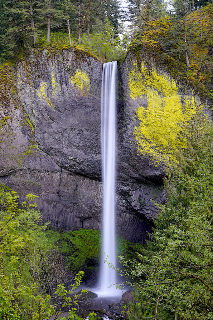 Graceful Latourell Falls plummets nearly 300 feet in a single strand. A massive patch of yellow lichen decorates the cliff to the right of the falls. Trees fill the bottom corners and the top of the image.