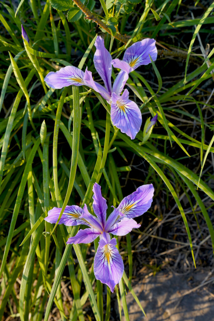 Two pretty purple Oregon Iris flowers bloom along the Angel's Rest Trail.