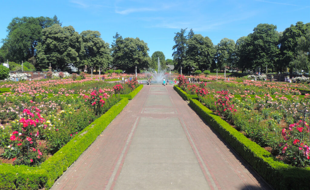 A view looking down a long, straight walkway leading to a big fountain at Peninsula Park in Portland, Oregon. Blooming rose gardens flank the path on both sides.