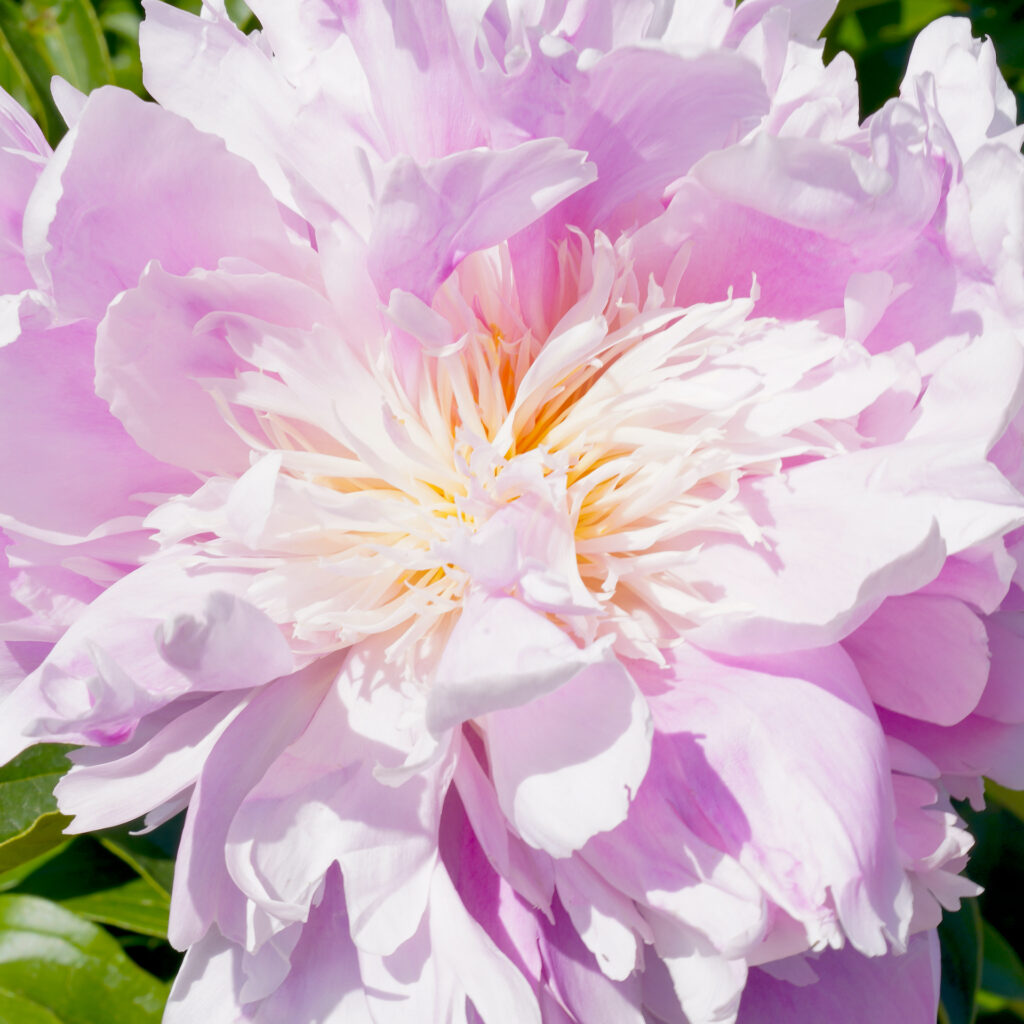 An up close image of a light pink peony flower.