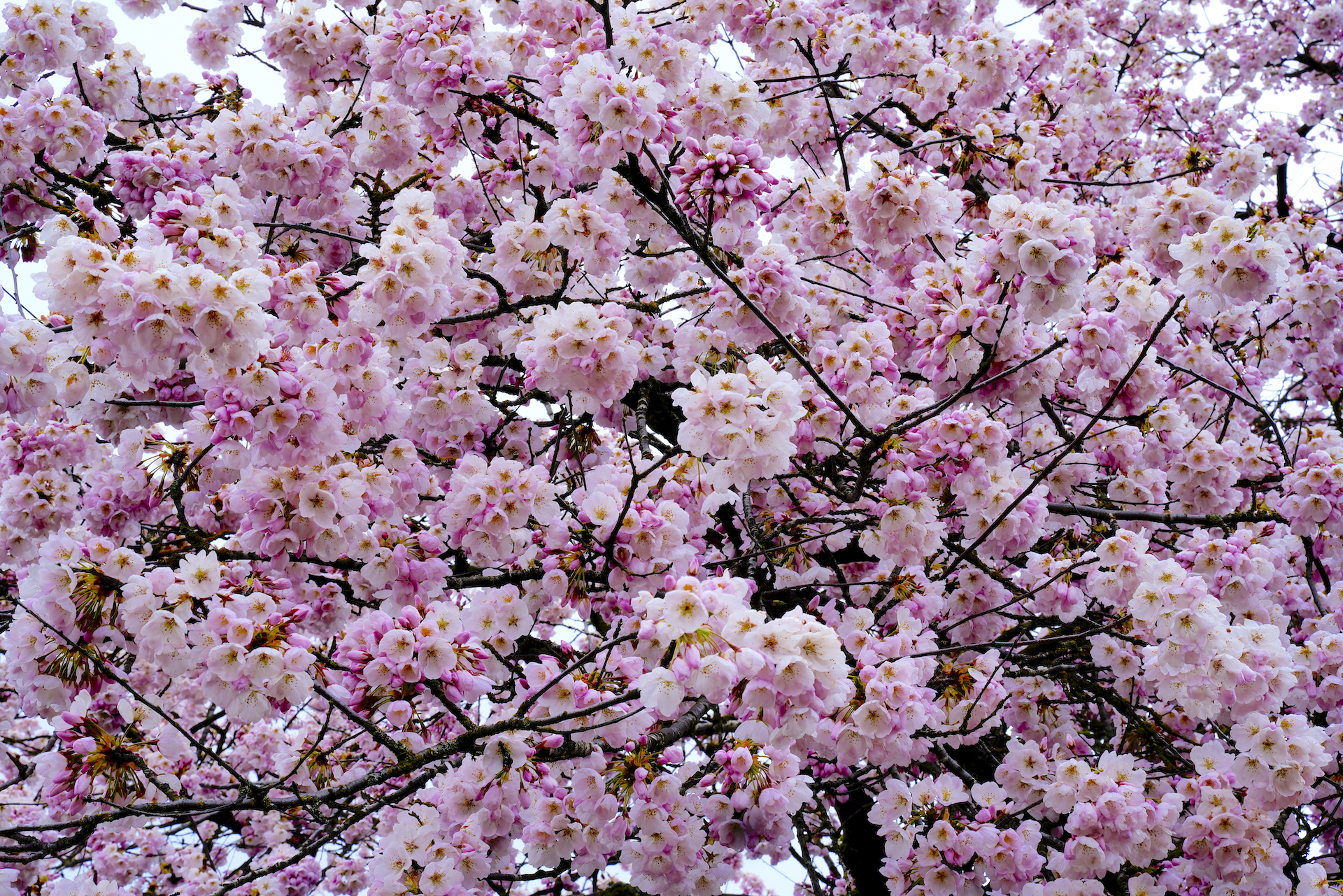 Branches of flowering cherry trees loaded with blush-pink blossoms erupt in late March on the Portland waterfront.