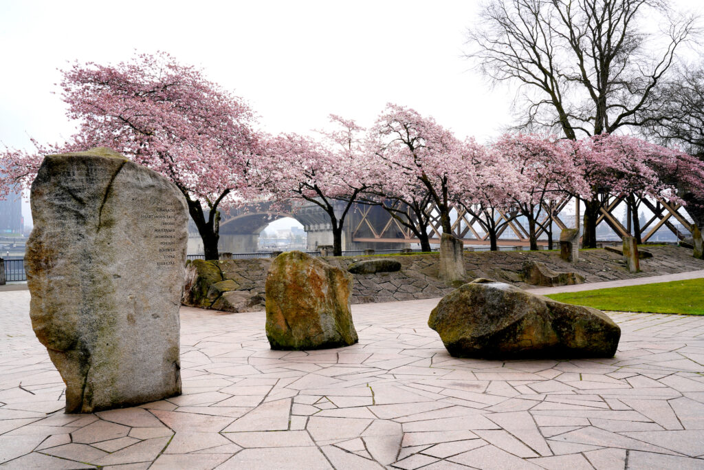 A line of cherry blossom trees grow behind a plaza featuring three boulders which get progressively taller from right to left. Portland's Burnside Bridge is in the background.