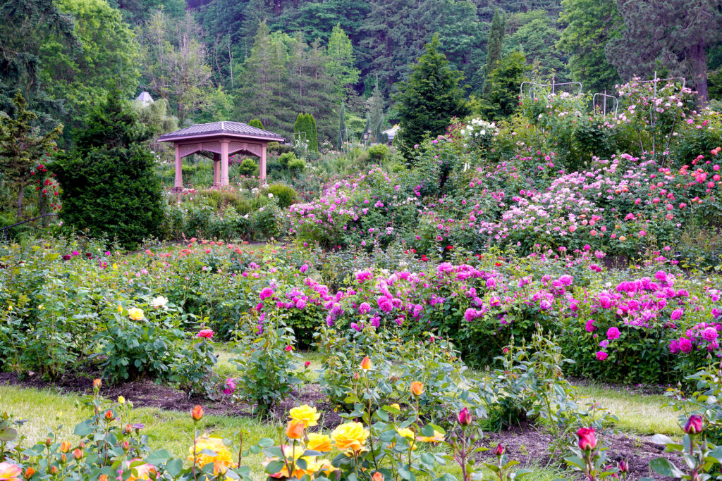 A gazebo rises in the distance out of acres of blooming roses at Portland International Rose Test Garden.