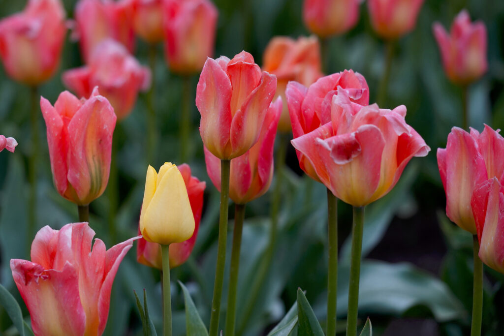 A light yellow tulip flower is the odd-man out in a group of larger pink tulips.