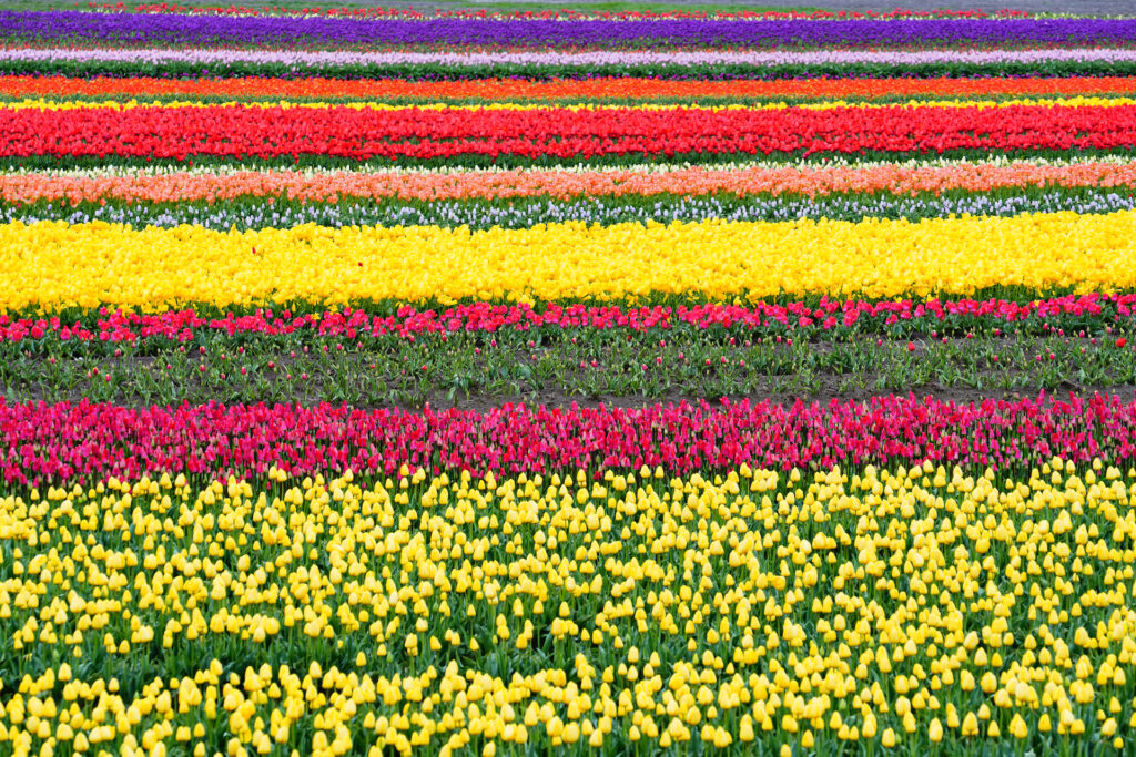 Horizontal tripes of tulips, each a different color, create a striking spring display.