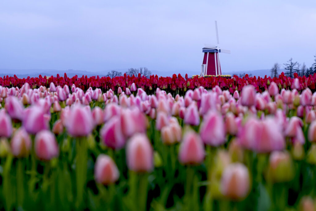 A decorative red windmill rises behind rows of pink and red tulips on a cloudy spring evening.