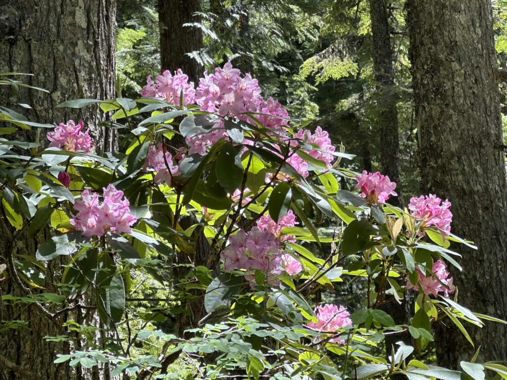 Wild rhododendrons bloom in Mt Hood National Forest.