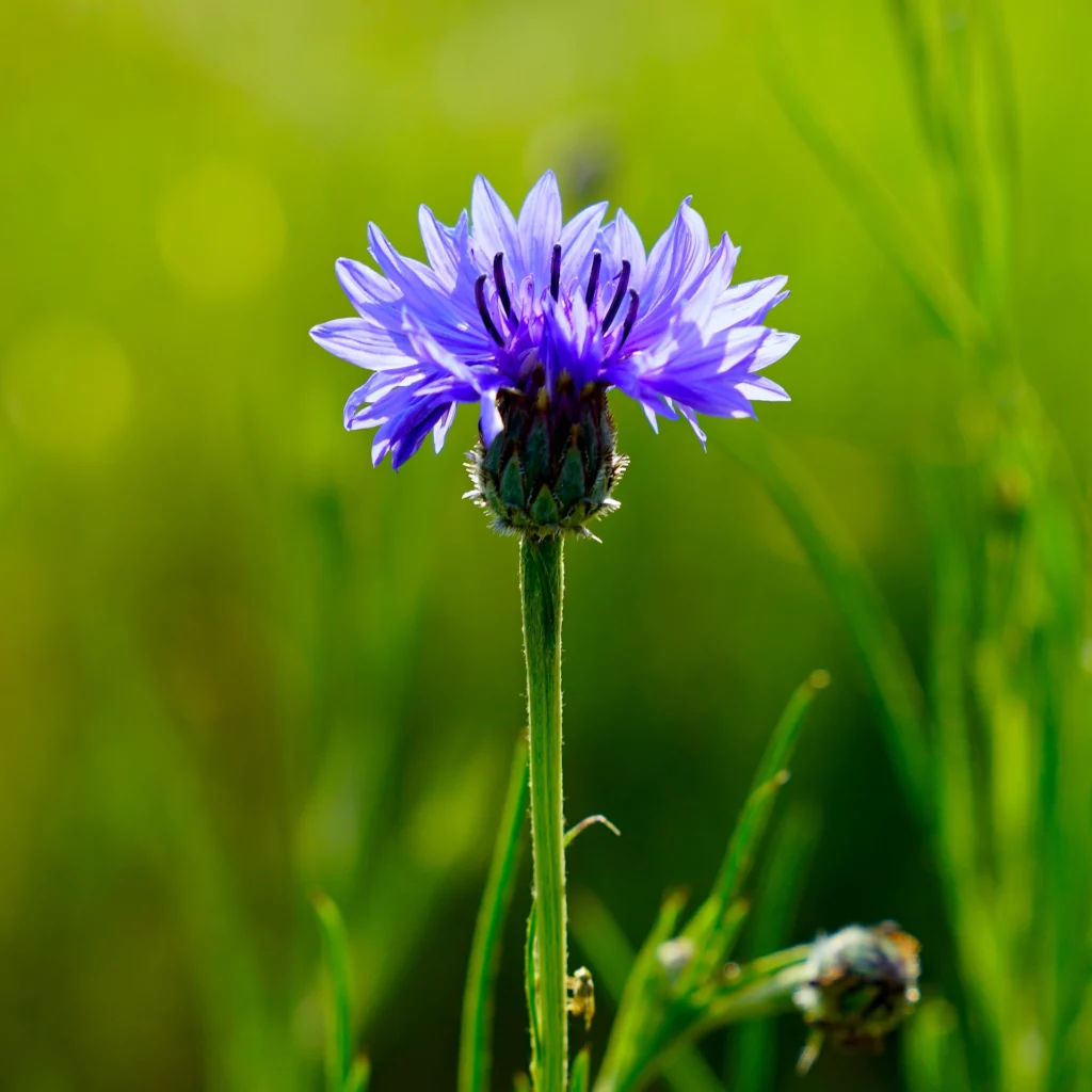 A side view of a single purple Bachelor's Button flower blooms in a field atop a straight green stem, with everything but the flower out of focus in the background.