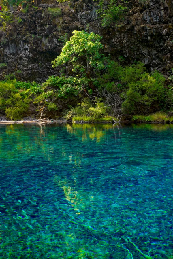 A bigleaf maple tree grows out over Tamolitch Blue Pool's clear and vividly-blue water.