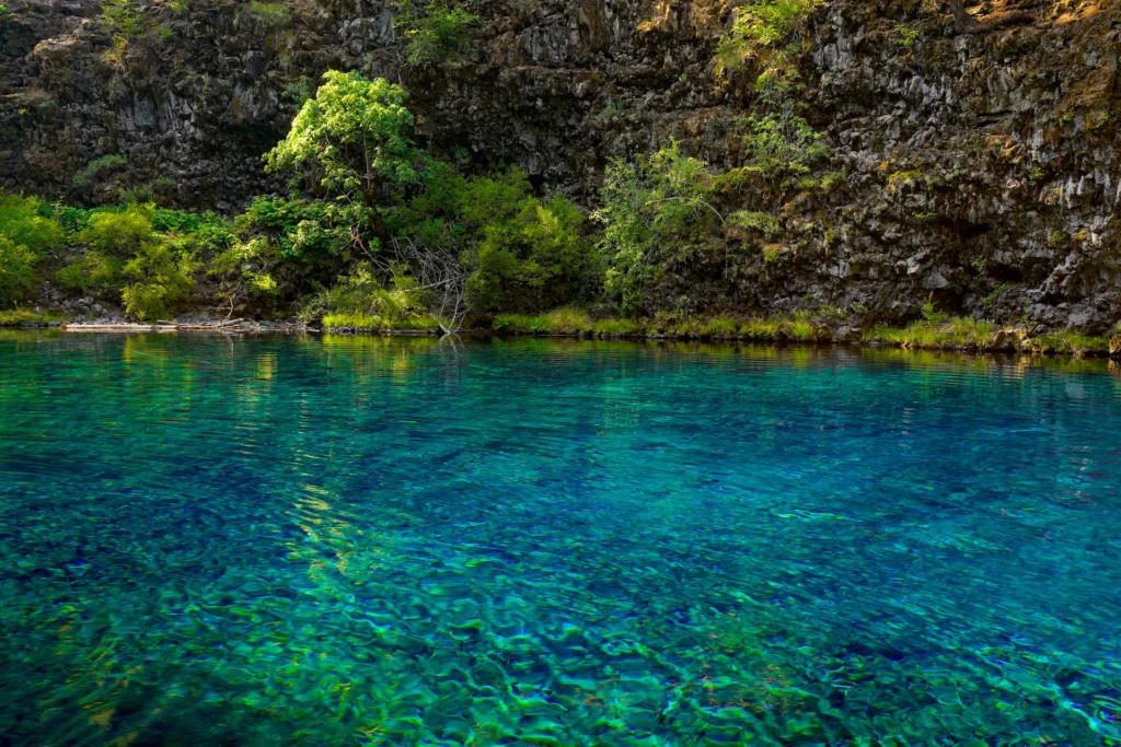 The sapphire and turquoise waters of Tamolitch Blue Pool spread out in the lower two-thirds of the picture, with a bigleaf maple tree surrounded by forest shrubs growing above it.