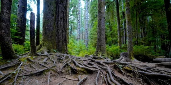 A web of roots reach out from a group of evergreen trees in a cool misty forest near Drift Creek Falls.