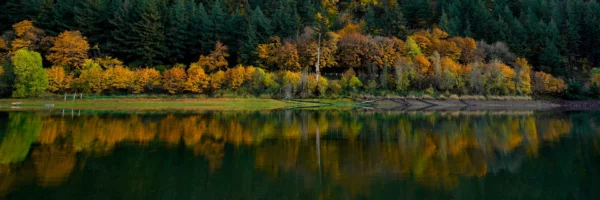 Panoramic view of a line of autumnal trees reflected in a calm lake.