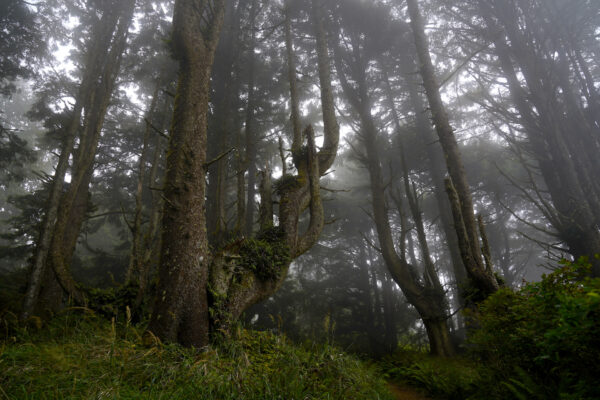 Fog obscures the twisting branches of a Sitka spruce tree in the forest at Heceta Head, Oregon.