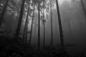 Evening fog darkens the coastal forest above Hobbit Beach north of Florence.