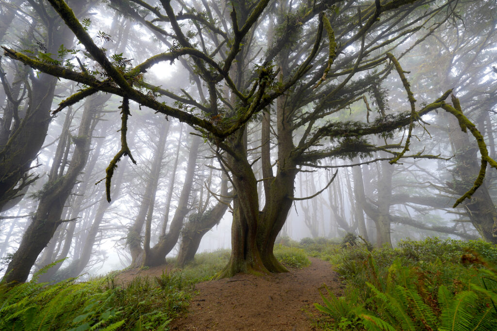 The bottom half of a tree is centered in the image, with a dirt path going by in on the right. Big ferns grow on the forest floor, with small ferns growing on the branches of the tree. A thick fog fills the scene, partially obscuring the other trees in the forest around the edges and in the background of the image.