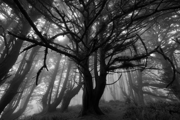 The forest on Heceta Head becomes dark and ominous when the coastal fog billows through.