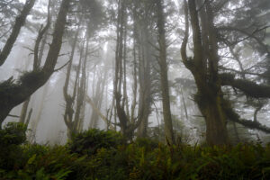 Fog obscures the fantastic forms of Sitka spruce trees in the coastal forest at Heceta Head.