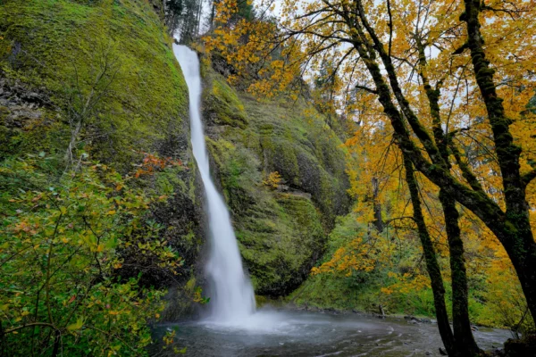 Horsetail Falls streams down rounded, mossy cliffs flanked by the golden fall leaves of a bigleaf maple tree.