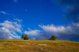 Two juniper trees rise from a grassy ridgeline with dramatic sky behind them.