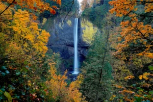 View of Latourell Falls with branches of golden fall leaves encircling the falls.