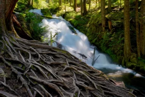 A ropy web of tree roots imitates the shape of Little Zigzag Falls behind them on a sunlit day in Mt Hood National Forest, Oregon.