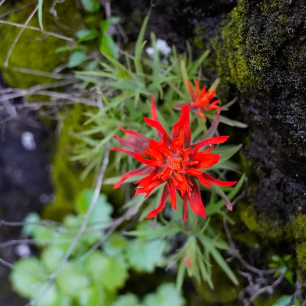 Looking down at a red Indian Paintbrush flower with small leaves and mossy rocks behind it.