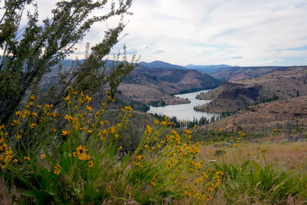 A calm, flat river snakes through a desert canyon with golden wildflowers and juniper branches on the left.