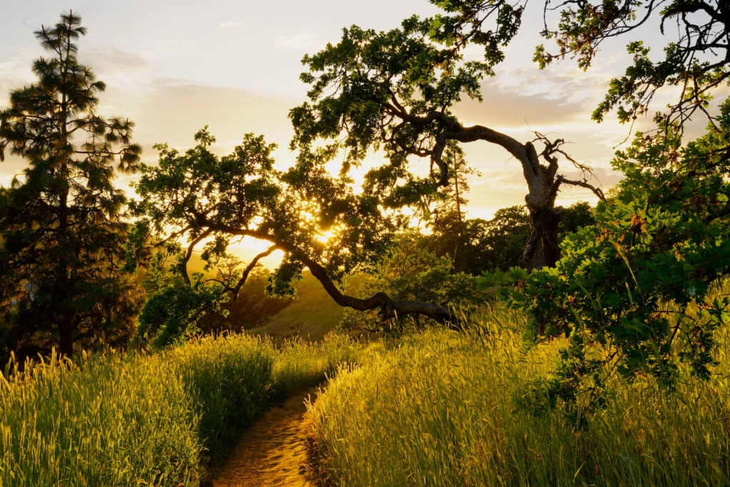 A trail passes beneath a gnarled Oregon oak. Golden sunlight light catches in the leaves and the tall grass along the trail.