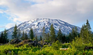 View of the southeast side of Mt St Helens with trees and shrubs in the foreground.