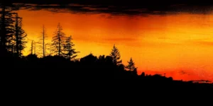 Evergreen trees silhouetted against fiery sunset colors reflected off the Columbia River, Oregon.