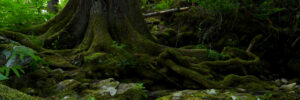 This wide picture shows the trunk of a tree, with moss-covered roots snaking out from it around rocks.