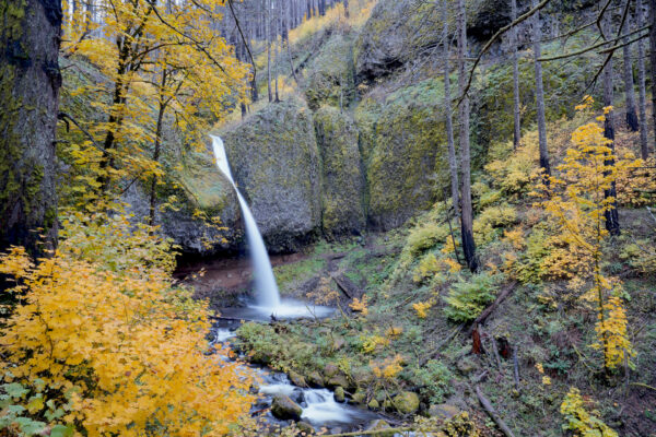 Golden autumnal maples fill the scene at Ponytail Falls.