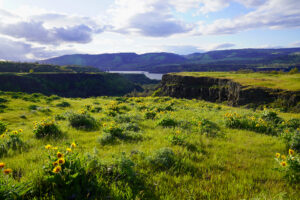 Yellow balsamroot flowers grow in clumps on grassy Rowena Plateau in the Columbia River Gorge.