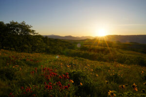 The last rays of sun spread golden light across a field of balsamroot and Indian Paintbrush flowers at Tom McCall preserve.