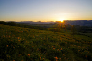 The last rays of a golden sunset shine across a field of wildflowers and prairie grasses at Tom McCall Preserve.