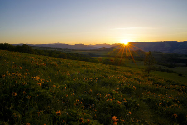 The last rays of a golden sunset shine across a field of wildflowers and prairie grasses at Tom McCall Preserve.