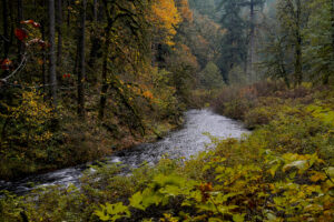 A small river ripples through a fall forest, passing leafy shrubs on the right and tall trees on the left.