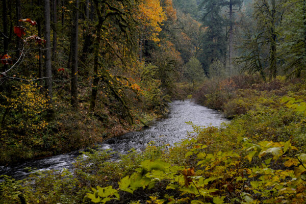 A small river ripples through a fall forest, passing leafy shrubs on the right and tall trees on the left.