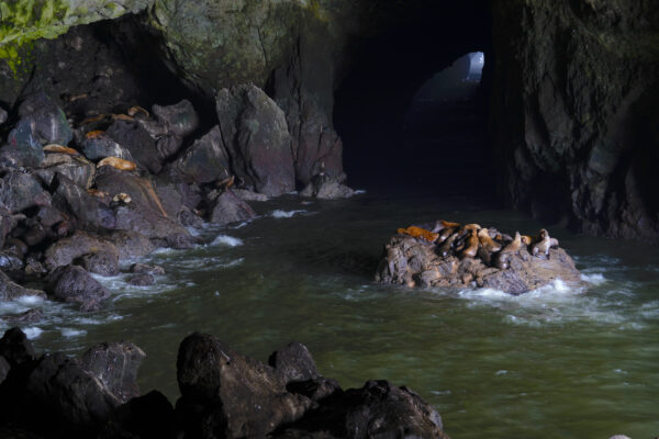 Several sea lions lay on the rocks inside Sea Lion Caves on the Oregon Coast.