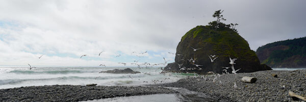 A flock of seagulls lifts off from pebbly Short Beach on the Oregon Coast on a cloudy day. A large sea stack with a single shore pine growing from its top stands in the distance on the right.