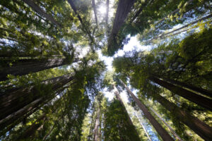 This photo looks directly up the towering redwood trunks into the canopy at Stout Grove.