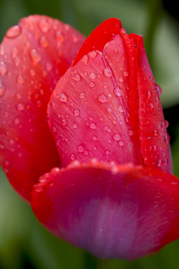 Raindrops dot the petals of a bright coral red tulip as it begins to open.