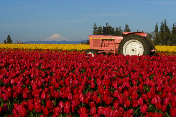 A pink tractor rests in a field of red and yellow tulips with Mt Hood in the background.